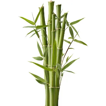 Organic Bamboo Plant